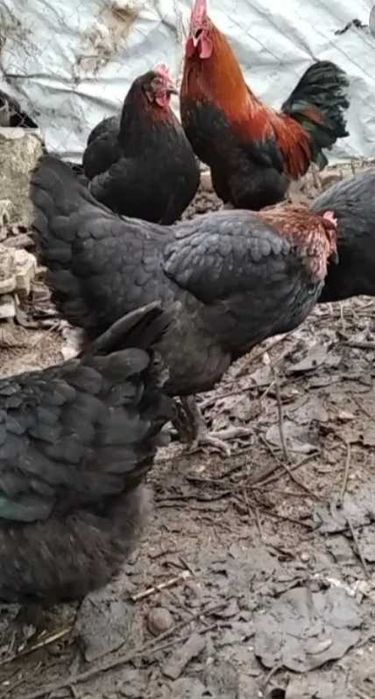 Продаю инкубационное яйцо от кур породы Маран Чёрно-медный