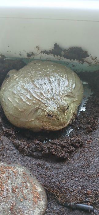 Żaba byk, Pyxicephalus adspersus