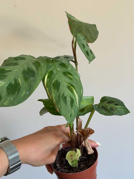 Planta Maranta Variegata