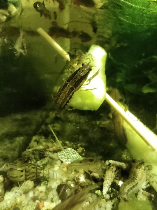 Raczki Cambarellus Texanus