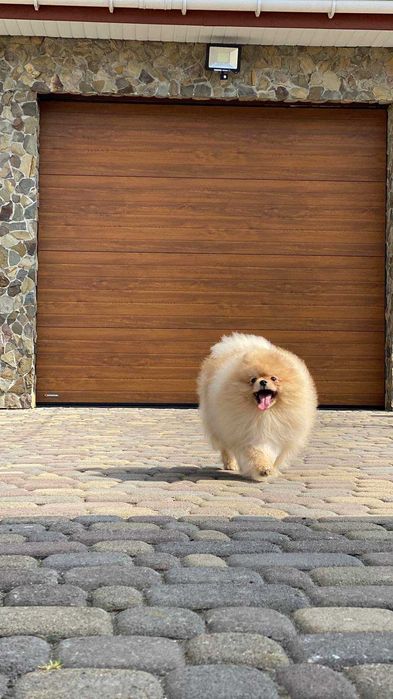 Доставка тварин, Перевезення тварин. Чернігів. Переїзд. Трансфер