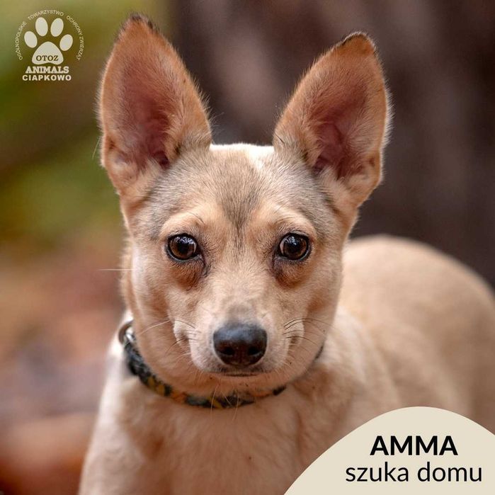 Amma szuka kochającego domu! OTOZ Animals Schronisko Ciapkowo