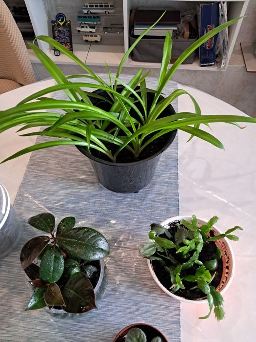 Кімнатні рослини комнатные цветы сансевіерія,хлорофітум красула фіалка