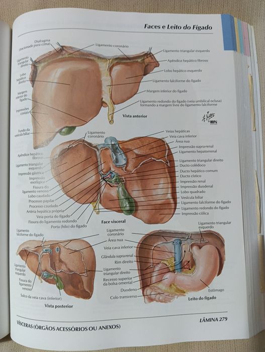 Atlas de Anatomia Humana – Frank H. Netter (3.ª edição)