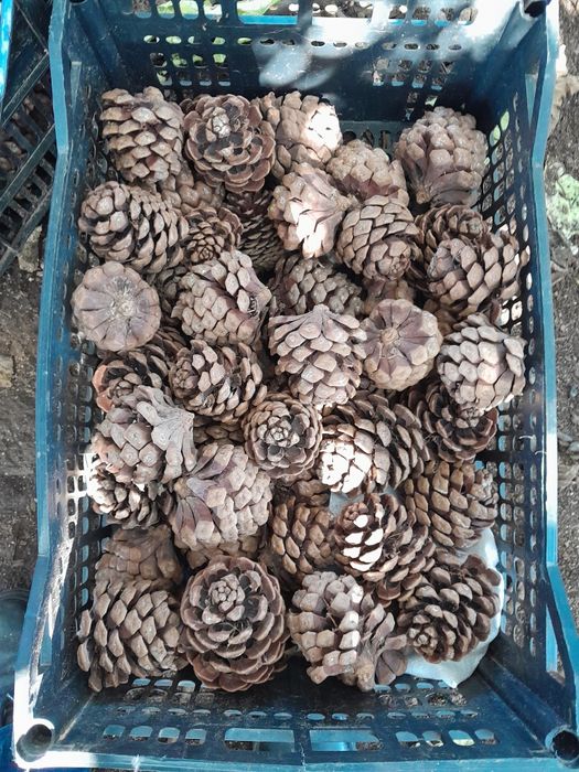 Pinhas 50 saco secas