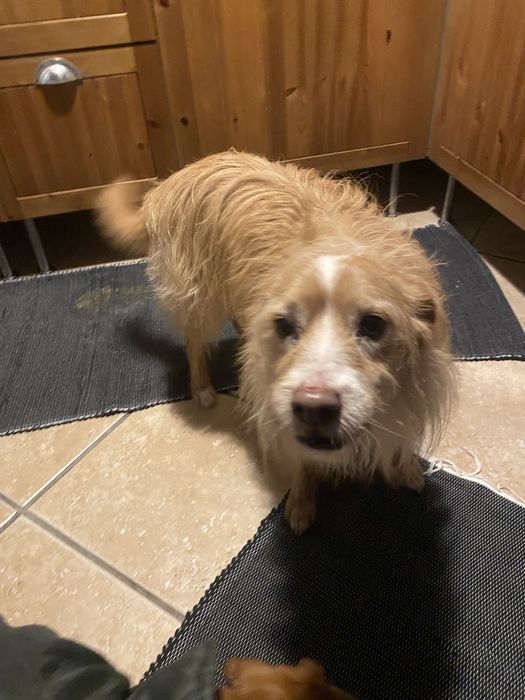 Estadias em Hotel Familiar para Cães