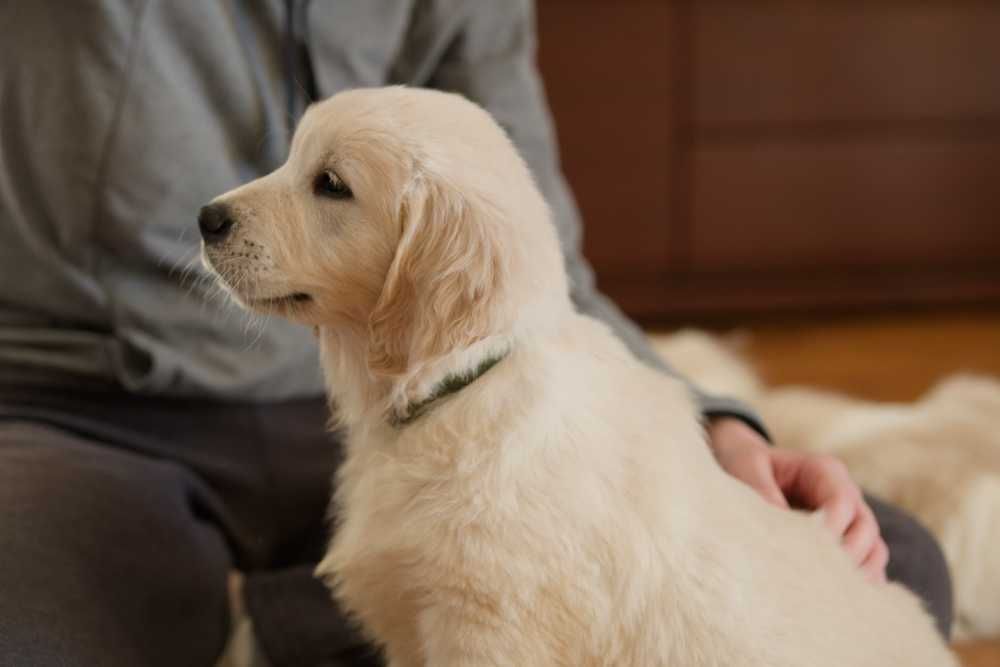 Golden Retriever kremowy piesek ZKwP FCI