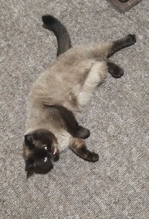 Продам кота-екзота