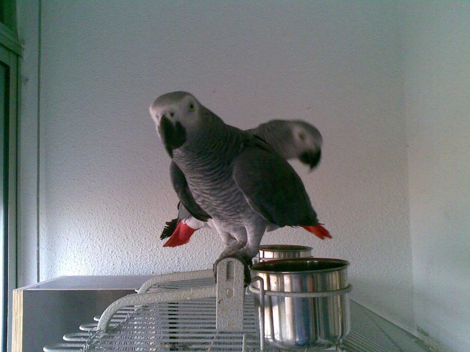 Casal de Papagaios Cinzentos de Cauda Vermelha