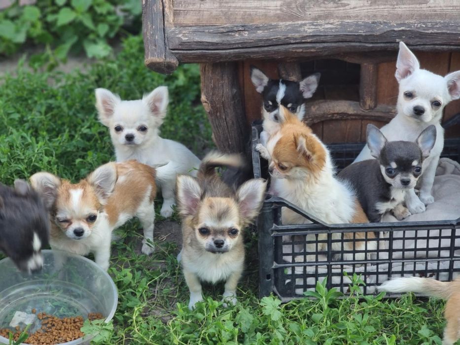 Питомник предлагает замечательных малышей чихуахуа