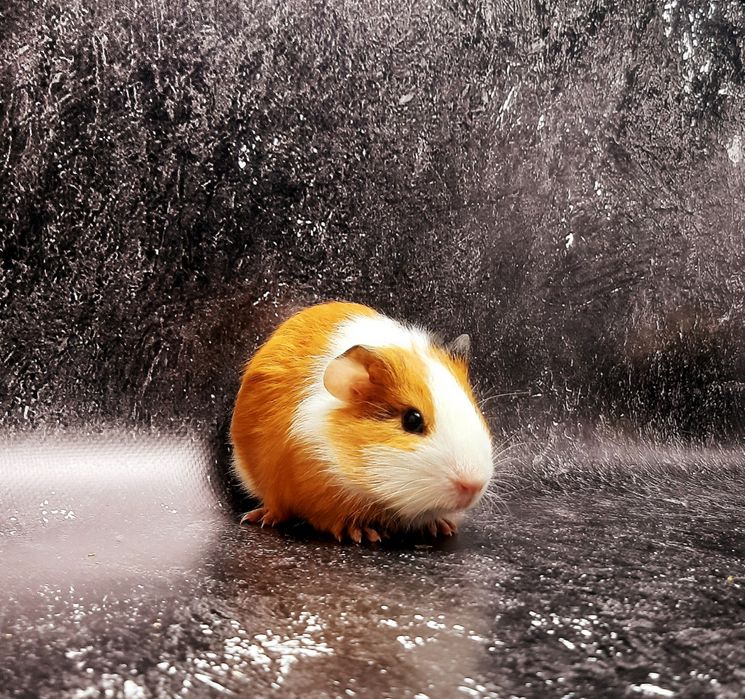 Морская свинка,морские свинки,морська свинка,морські свинки