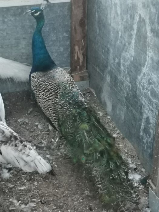 Sprzedam pawia samca