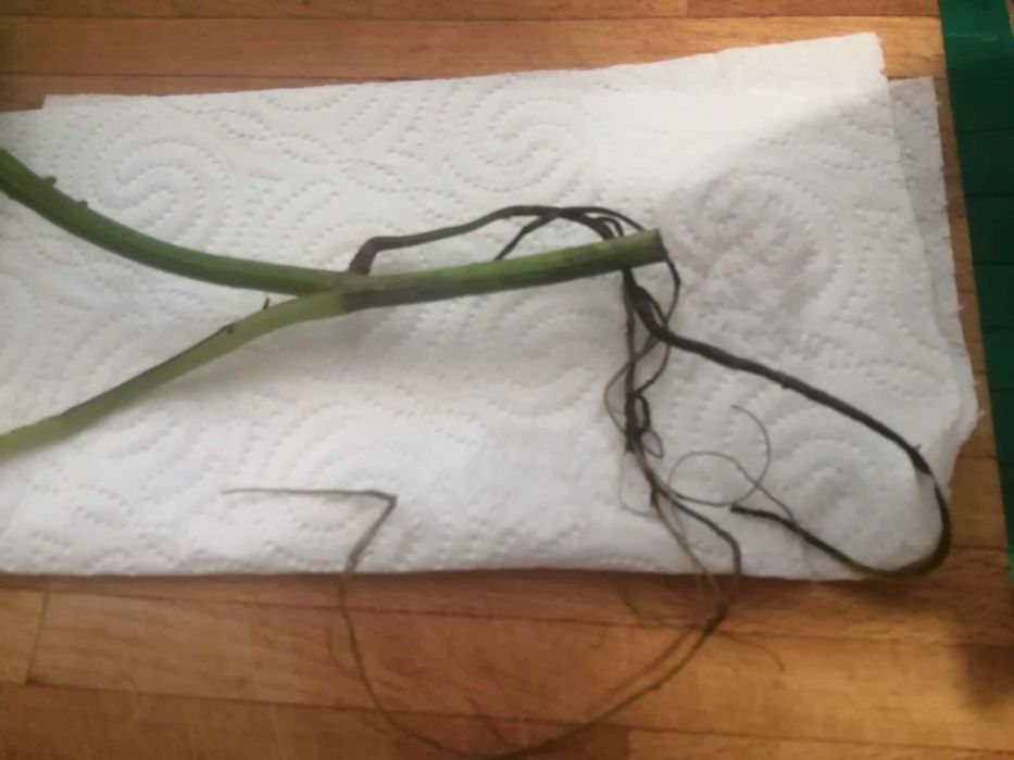 Szczepka  Epipremnum Aureum.