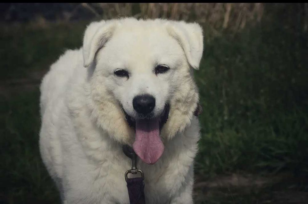 Pokochaj Monę - białą, majestatyczną sunię!