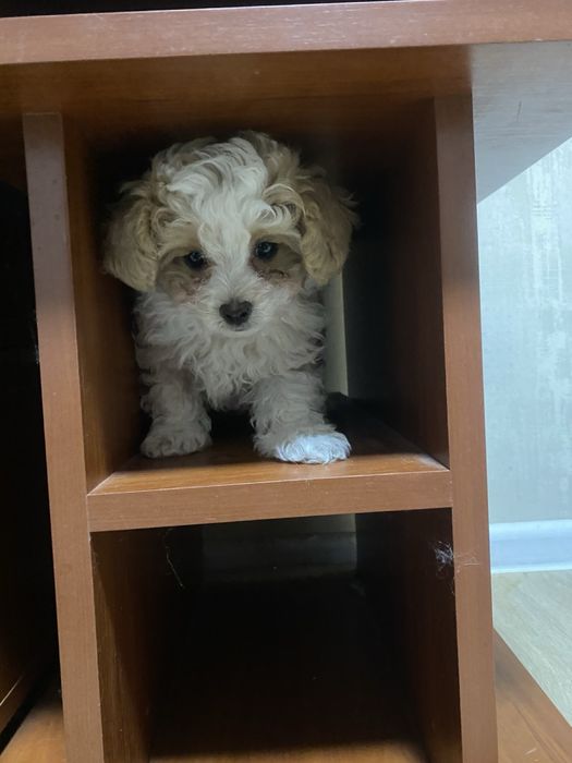 Цуценята Мальтипу