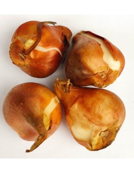 Тюльпани цибулина бордюрні