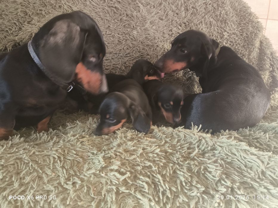 Чистокровні цуценята такси