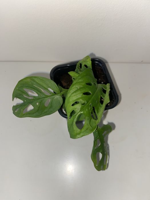 Monstera monkey musk