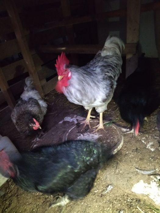 Ovos galados  para incubação