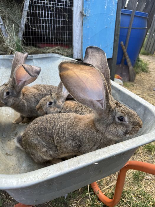 Продам Бельгійський Велетень
