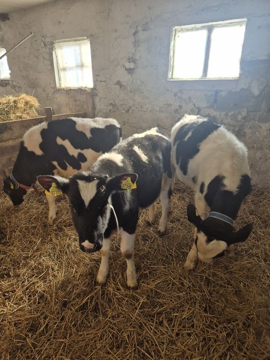 Byczki żarłoki 3 szt.