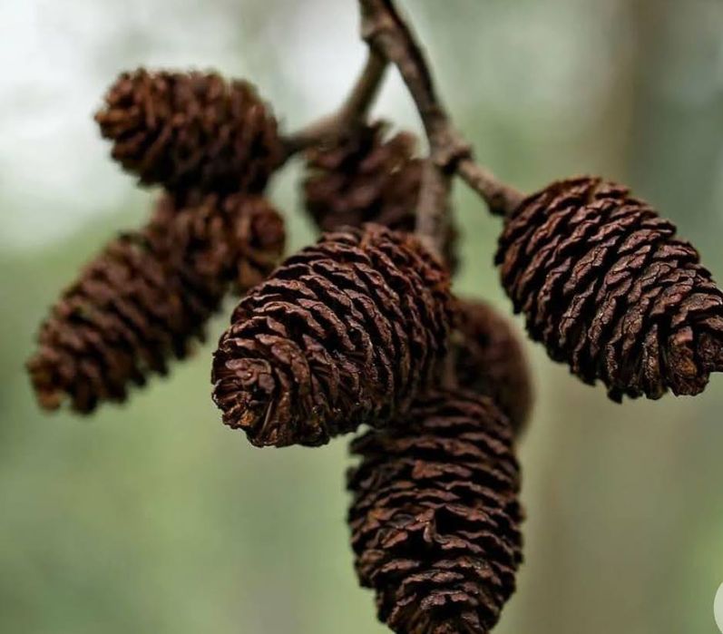 Продам насіння вільхи