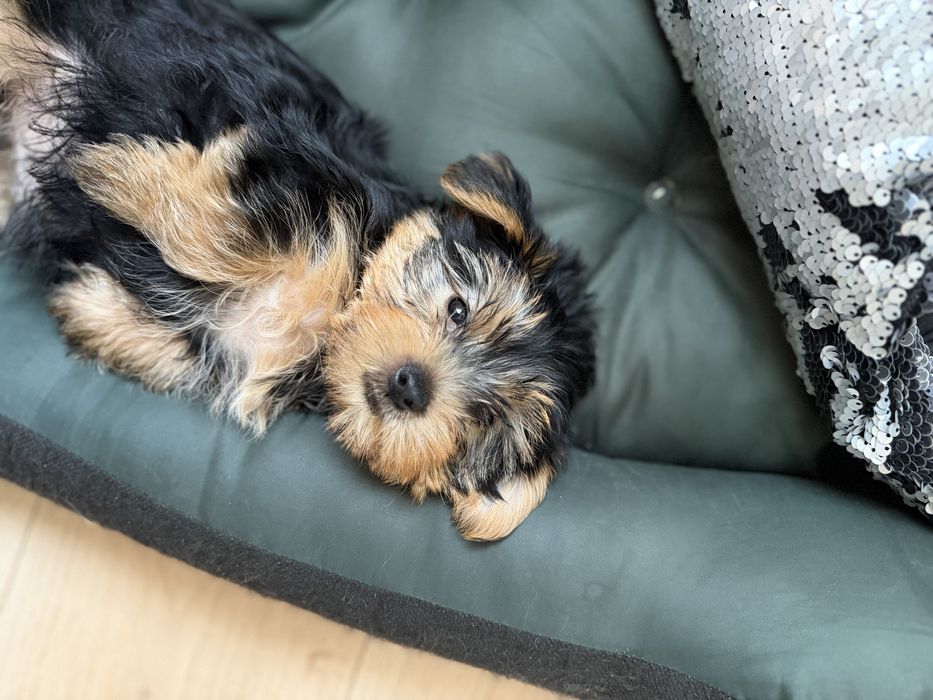 Szczeniak Yorkshire Terrier