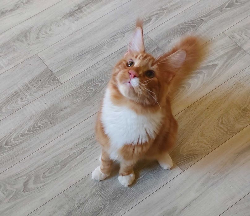 Kot Maine Coon rodowód FPL