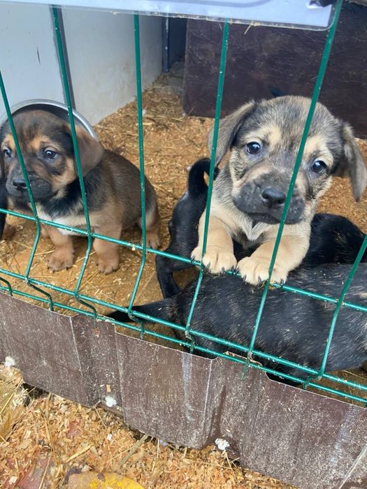 Цуценята хлопчики та дівчата