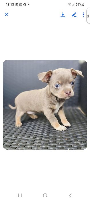 Chiuhahua Blue And Tan cor linda