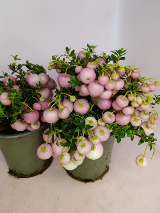 Гаультерія,азалія,шефлера,кипарис,дендр,каланхоє,спатифілум,ялинка