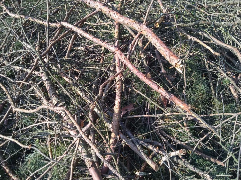 Gałęzie na zrębki