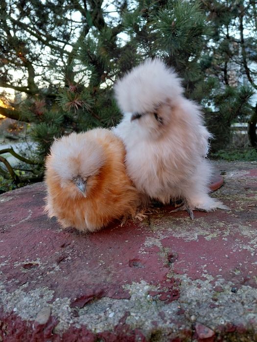 Kury silki jedwabiste