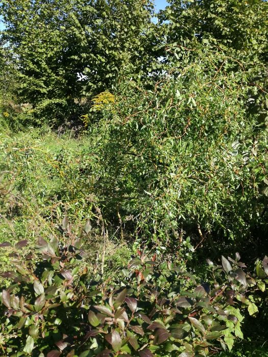 Sadzonki wierzba mandżurska