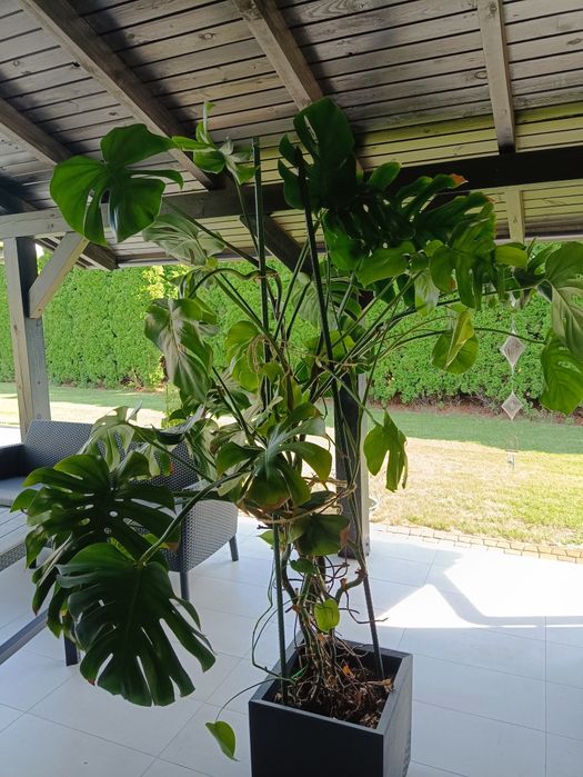 Monstera - duży kwiat