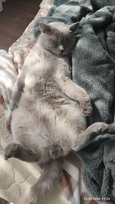 Зник кіт, порода британець прямовухий