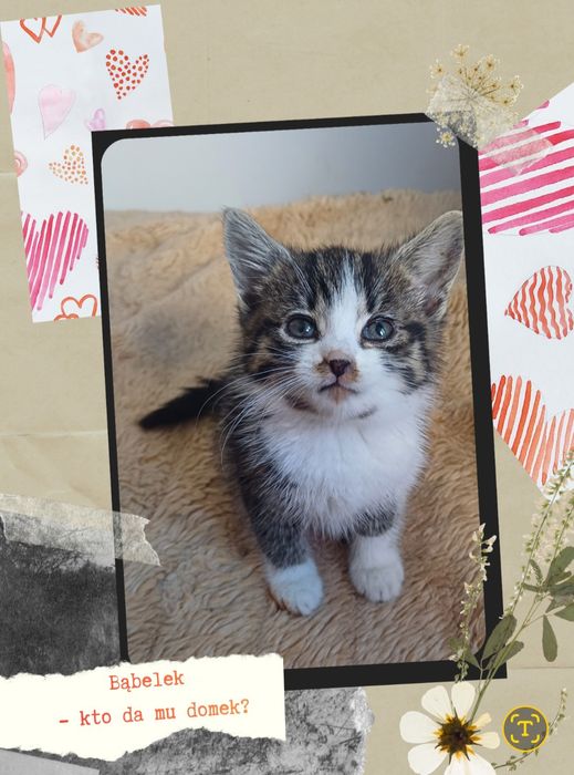 Koty z serca Kaszub polecają się do adopcji!