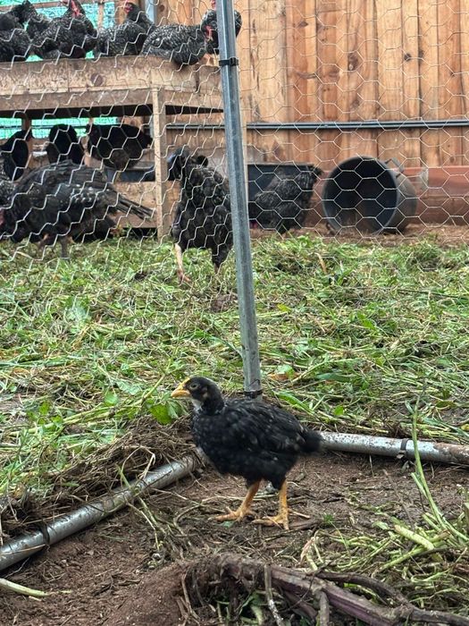 Galinhas e Galos  Pedres Portugues