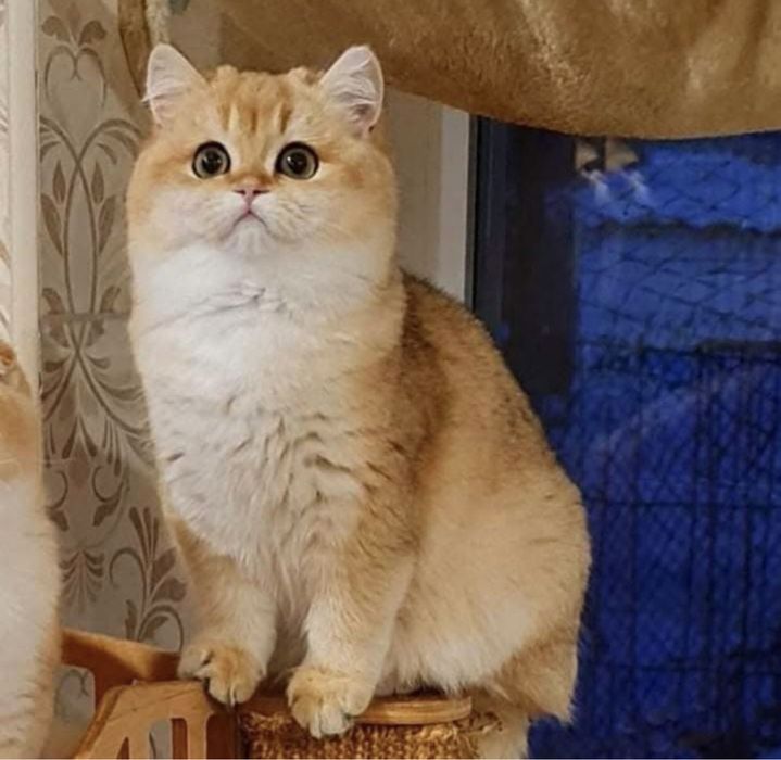 Вязка прямовухого котика золота шиншила !