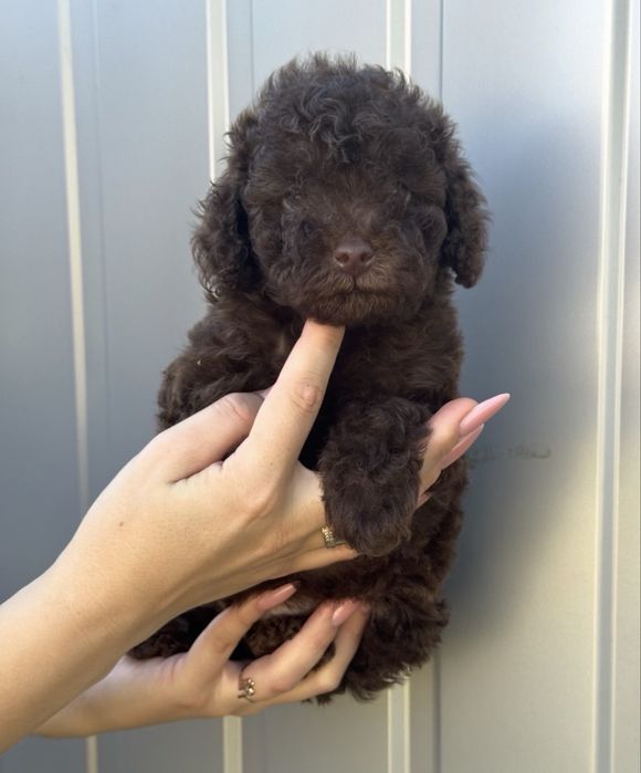 Той пудель дівчинка