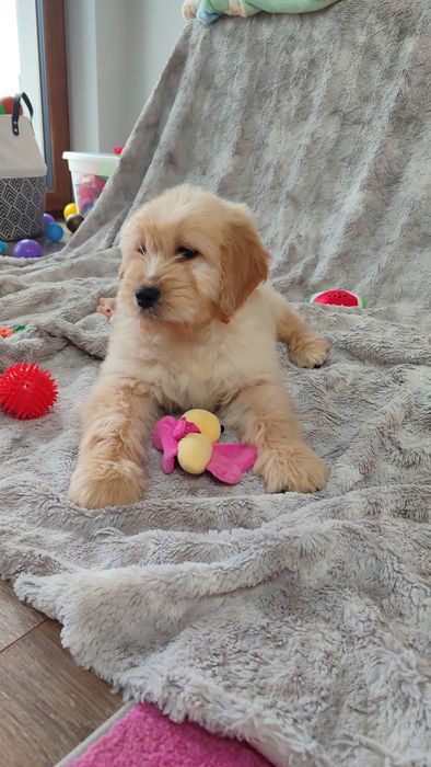 Goldendoodle f1 Doodle golden retriever badania genetyczne rodziców