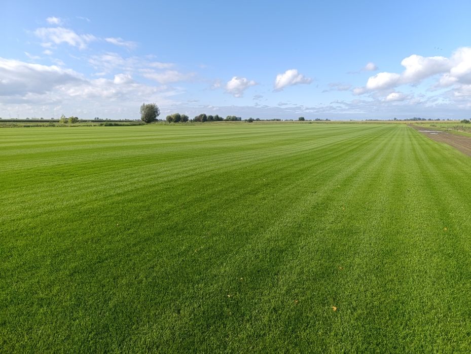 Trawa z rolki - Producent Garden Grass