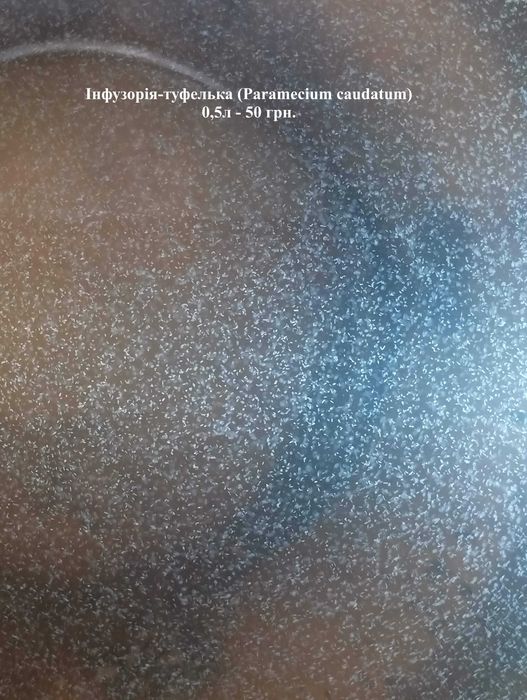 Гриндальський,ізраїльський черв'як,артемія,інфузорія,коловратка та ін.