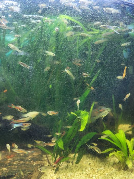 Gupiki z własnej hodowli