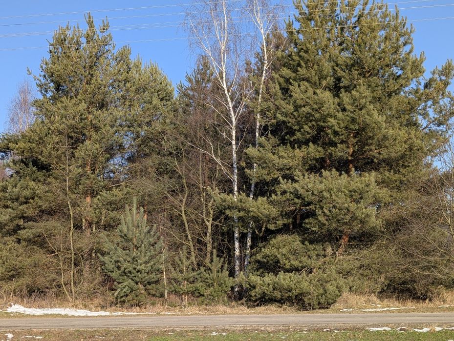 Działka na sprzedaż zalesiona