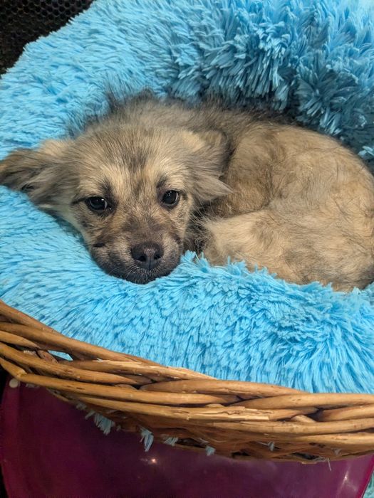 Цуценя у добрі руки