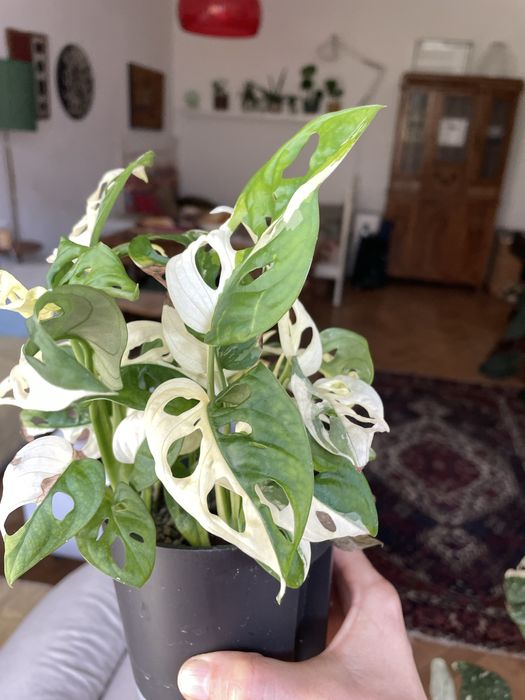 Monstera adansonia variegata