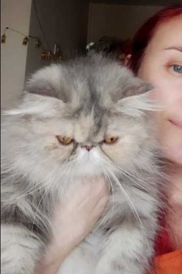 Персидське кошеня Вогник шукає родину)