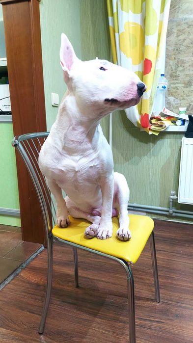 Бультерьер стандартный вязка