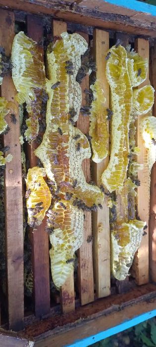 Продам бджолопакети, відводки